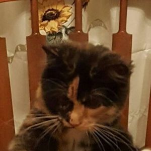 Meet your Posher, Cindy